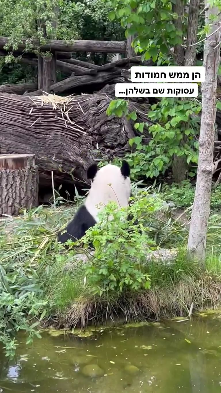 פנדות בגן החיות שנברון, וינה
