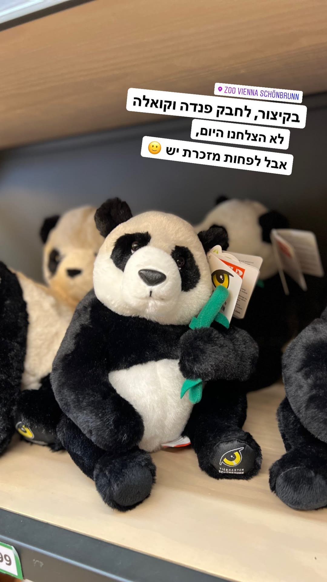 פנדה מפרווה בחנות המזכרות של גן החיות בווינה