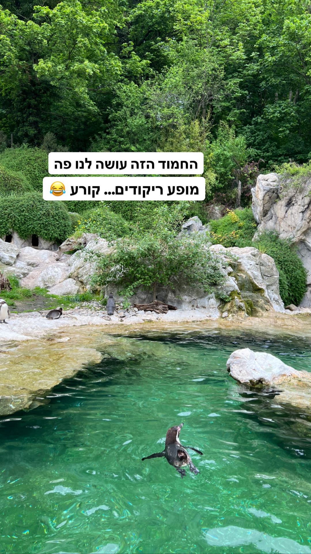פינגווין רוקד בגן החיות שנברון, וינה