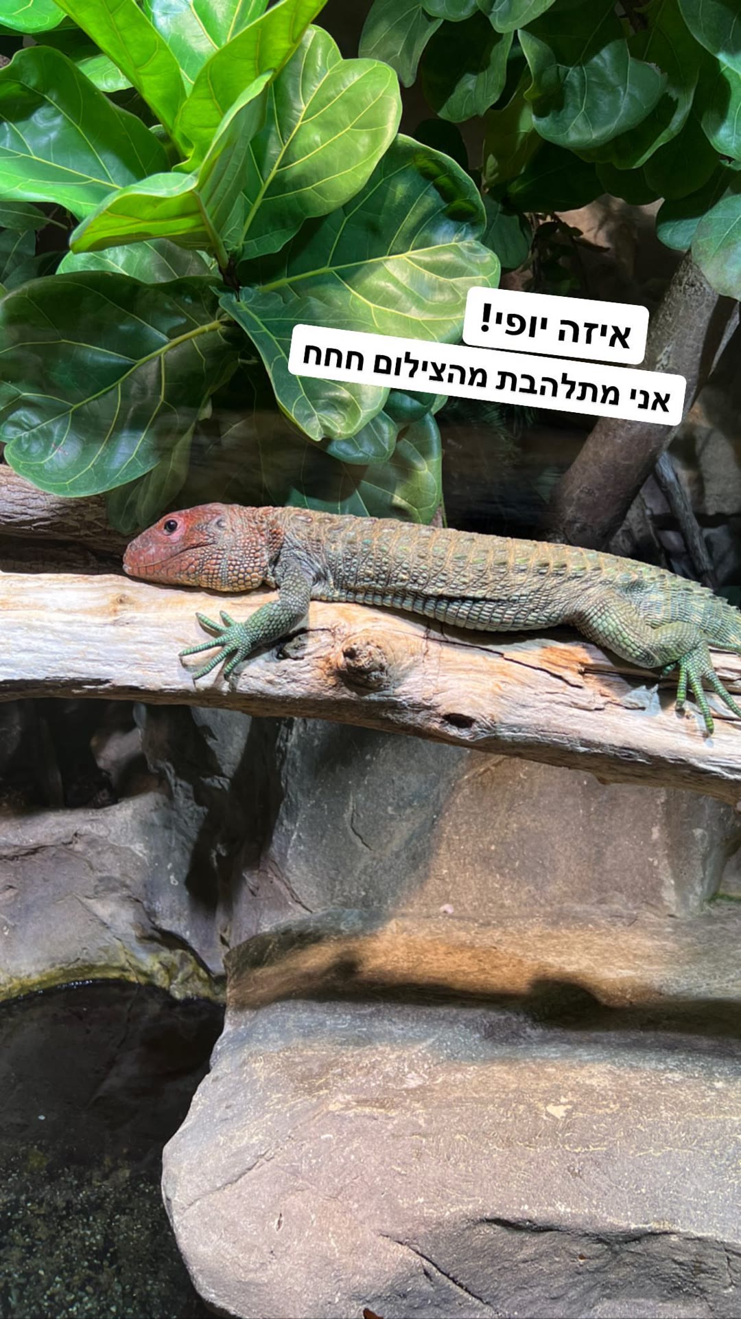 לטאה בטרריום – וינה עם ילדים