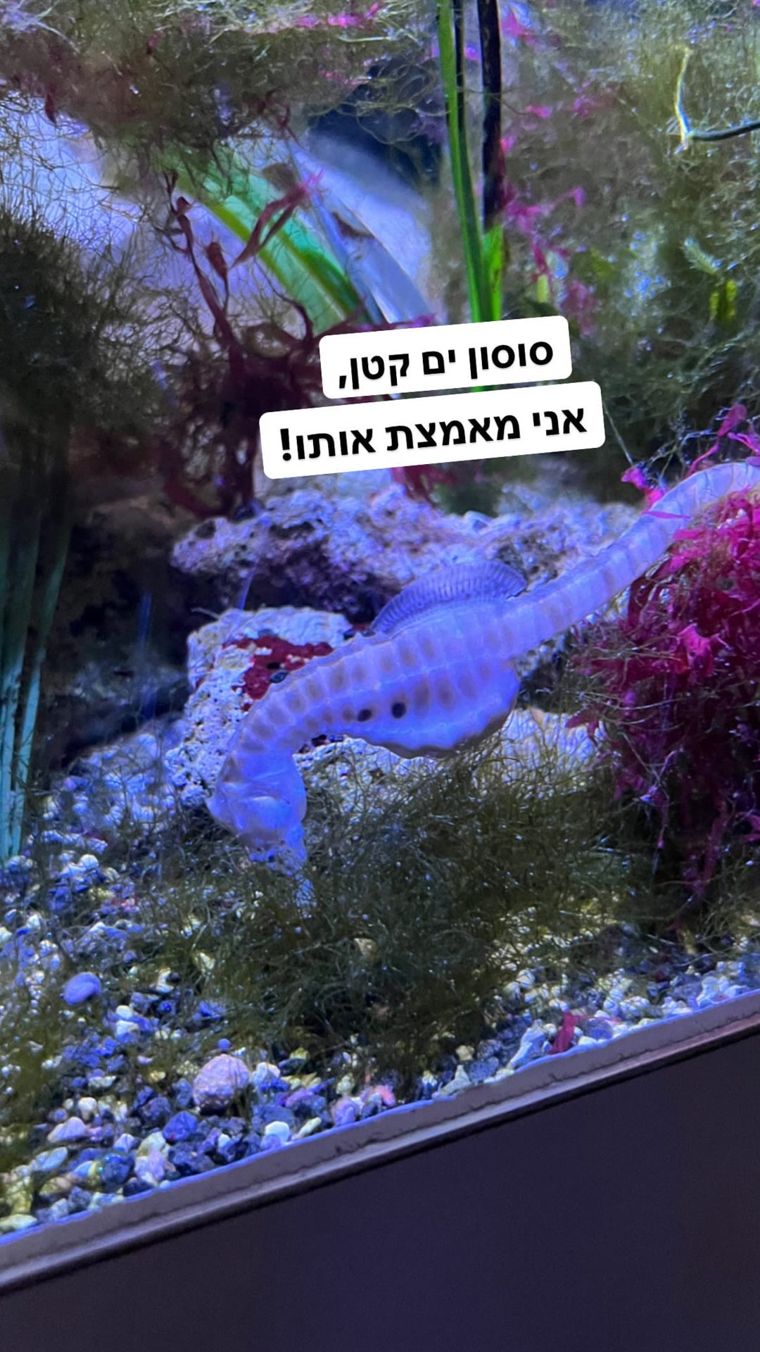 סוסון ים באקווריום בווינה