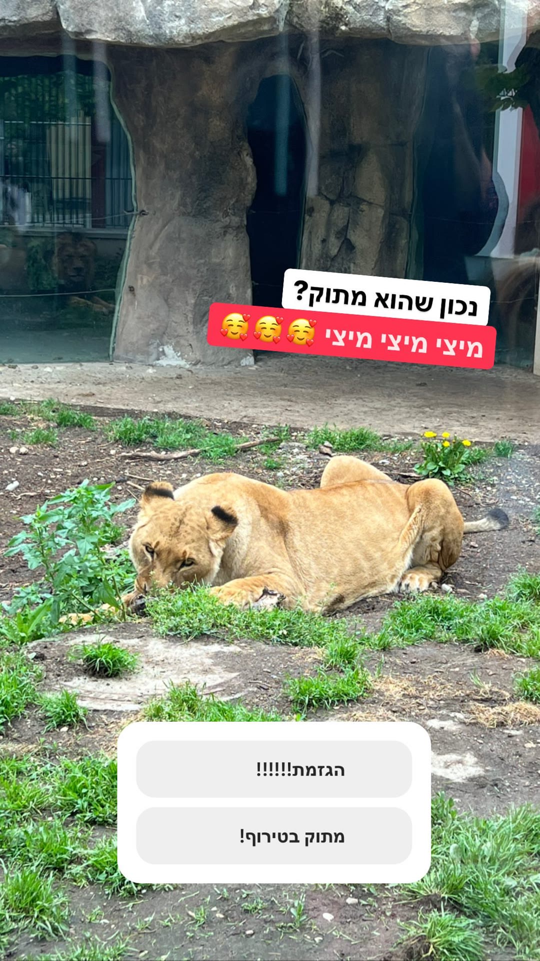 אריה בגן החיות בוינה