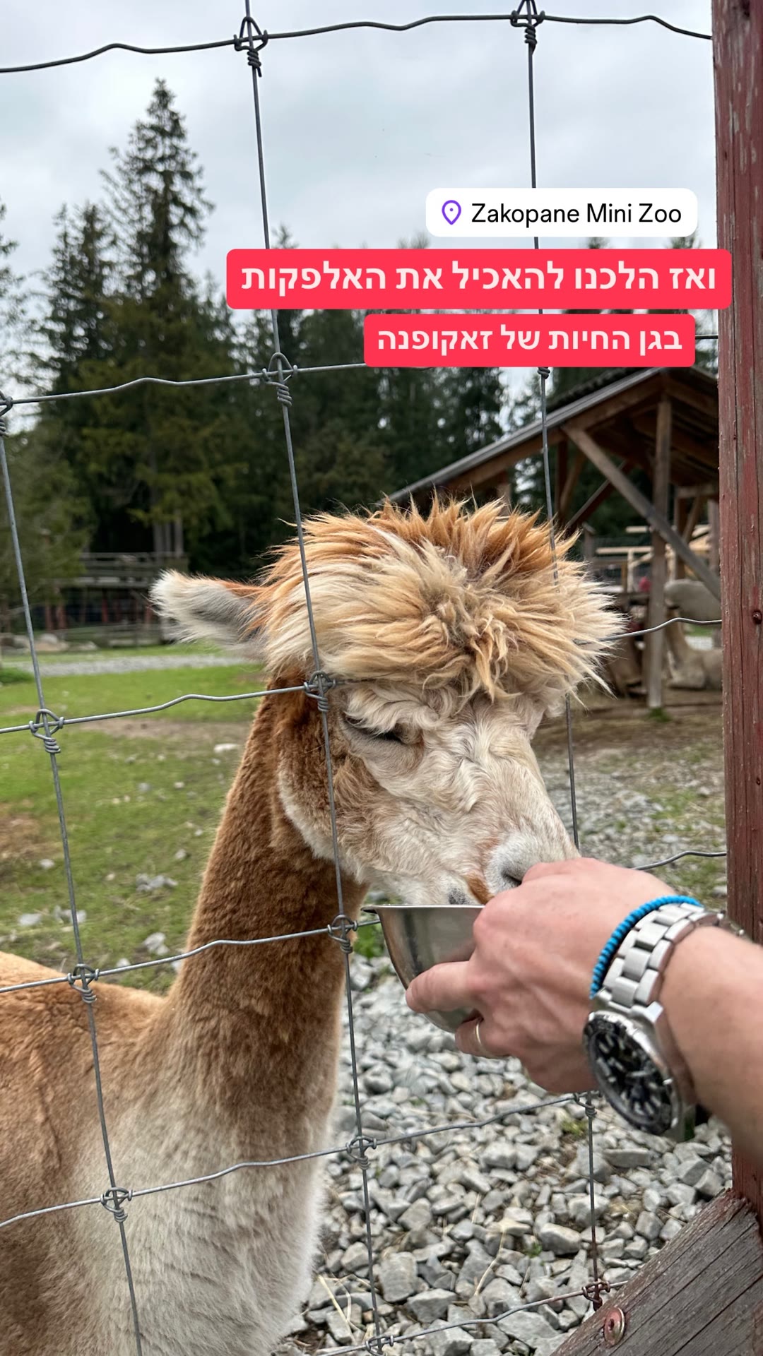 האכלת אלפקות בגן החיות של זאקופנה