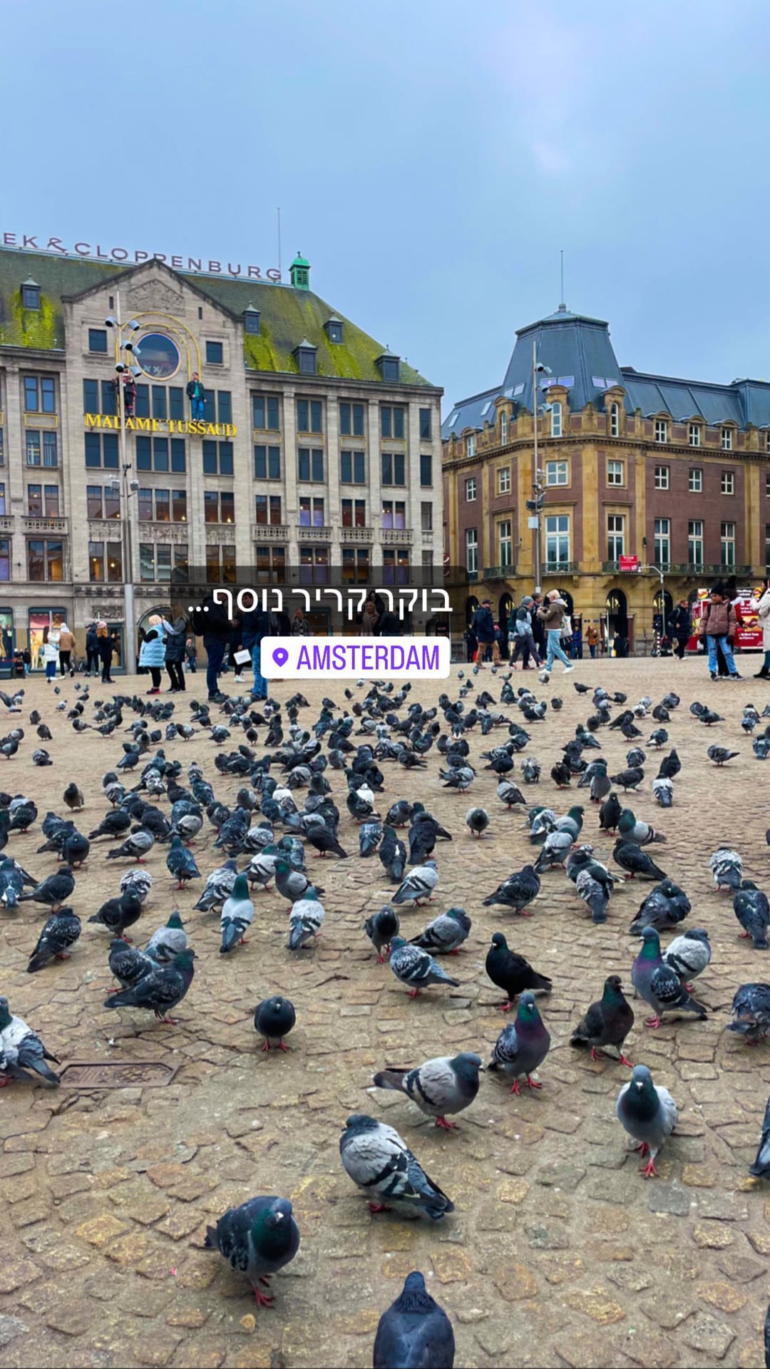 Dam Square pigeons on a chilly Amsterdam morning