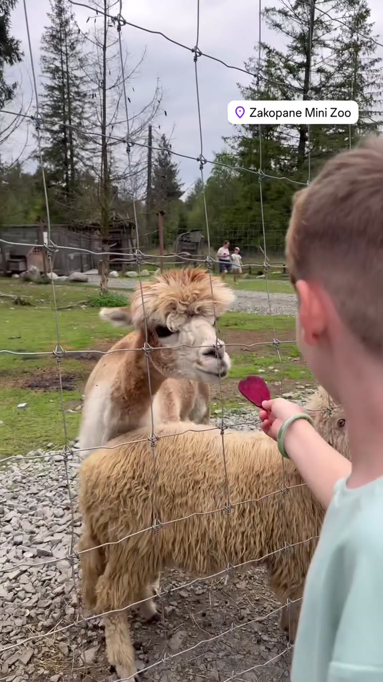 Zakopane Mini Zoo: feeding alpacas with the kids
