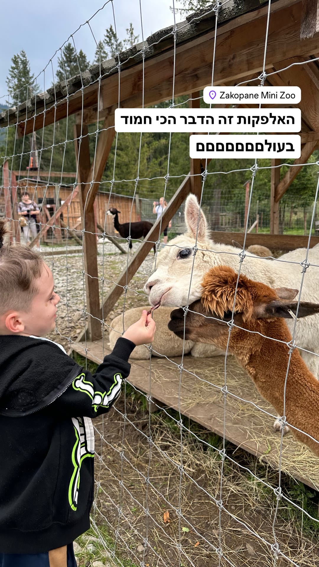 האלפקות של Zakopane Mini Zoo