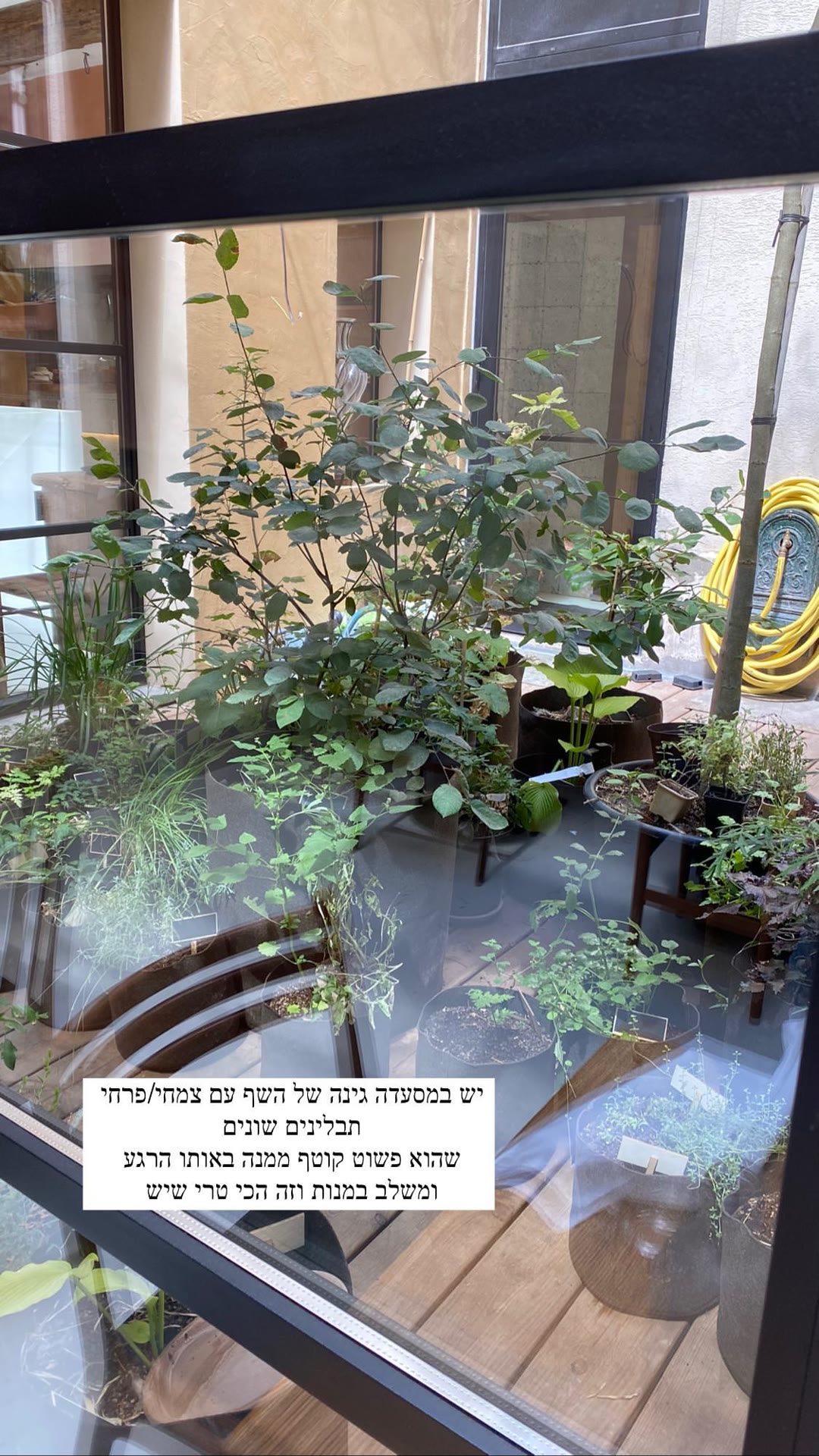 Chef's herb garden at a Paris restaurant